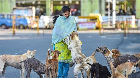stray animals in india.
